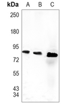 MSK1 (Phospho-S376) Rabbit Monoclonal Antibody