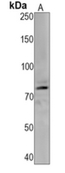 Synapsin 1 (Phospho-S9) Rabbit Monoclonal Antibody
