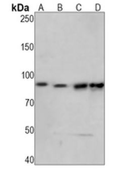 RSK1 (Phospho-S380) Rabbit Monoclonal Antibody