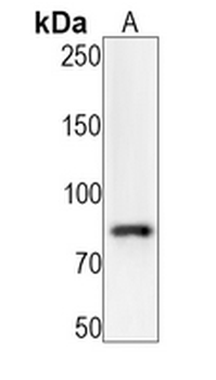 c-Myb (Phospho-S11) Rabbit Monoclonal Antibody