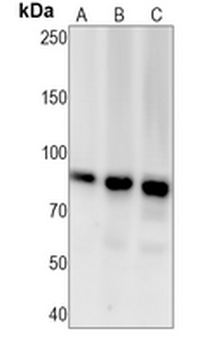 RSK1 (Phospho-T359+S363) Rabbit Monoclonal Antibody