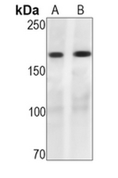 EGFR (Phospho-Y1068) Rabbit Monoclonal Antibody