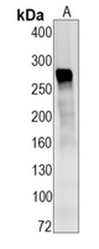 CD35 Rabbit Monoclonal Antibody