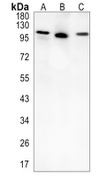 EIF3B Rabbit Monoclonal Antibody