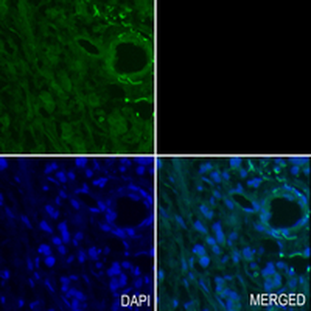 EIF3B Rabbit Monoclonal Antibody