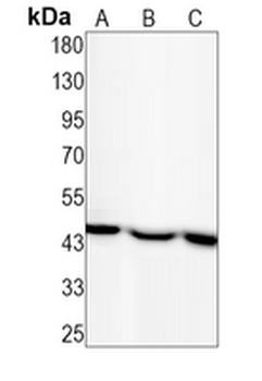 eIF3E Rabbit Monoclonal Antibody