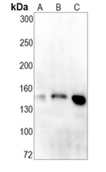 PI3-kinase p150 Rabbit Monoclonal Antibody