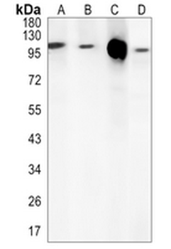 KAP3 Rabbit Monoclonal Antibody