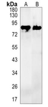 CD239 Rabbit Monoclonal Antibody
