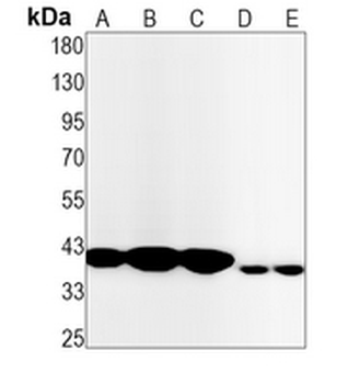 NUDC Rabbit Monoclonal Antibody