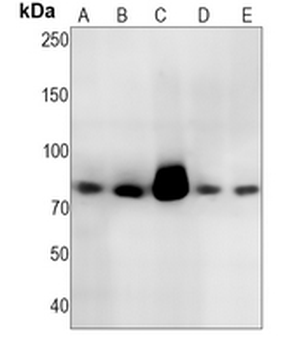 Lactoferrin Rabbit Monoclonal Antibody