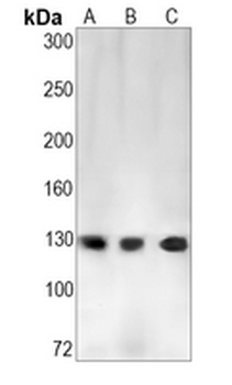 RNF40 Rabbit Monoclonal Antibody
