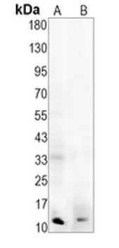 IL-8 Rabbit Monoclonal Antibody