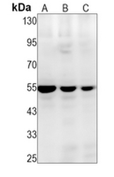 SRP54 Rabbit Monoclonal Antibody