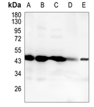 NCK1 Rabbit Monoclonal Antibody