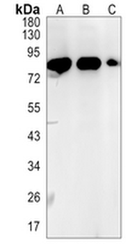 KSRP Rabbit Monoclonal Antibody