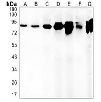 Aconitase 2 Rabbit Monoclonal Antibody