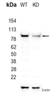 Aconitase 2 Rabbit Monoclonal Antibody