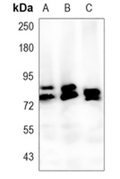 FXR1 Rabbit Monoclonal Antibody