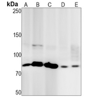 Coilin Rabbit Monoclonal Antibody