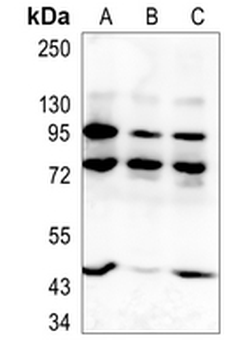 CD66b Rabbit Monoclonal Antibody