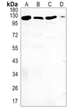 SNF2H Rabbit Monoclonal Antibody