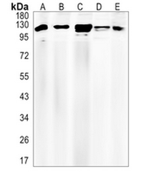 AP2-alpha-1 Rabbit Monoclonal Antibody