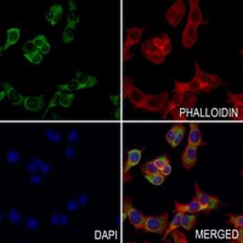 AP2-alpha-1 Rabbit Monoclonal Antibody