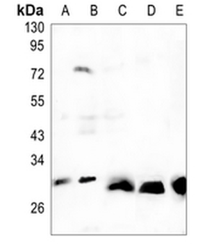 FHL-1 Rabbit Monoclonal Antibody