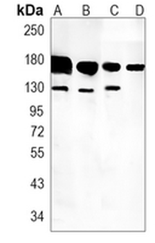 K Cadherin Rabbit Monoclonal Antibody