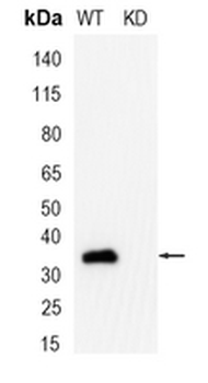 RACK1 Rabbit Monoclonal Antibody