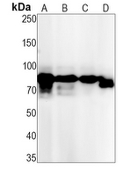 HGFL Rabbit Monoclonal Antibody