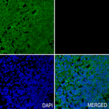 HGFL Rabbit Monoclonal Antibody