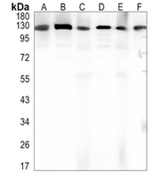 DDB1 Rabbit Monoclonal Antibody