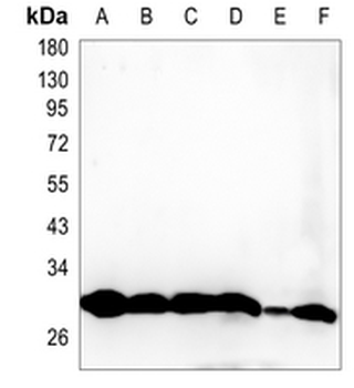 PSMA1 Rabbit Monoclonal Antibody