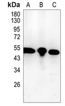 p54nrb Rabbit Monoclonal Antibody