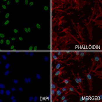 p54nrb Rabbit Monoclonal Antibody