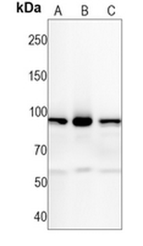 MCM4 Rabbit Monoclonal Antibody