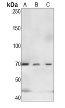 CD89 Rabbit Monoclonal Antibody