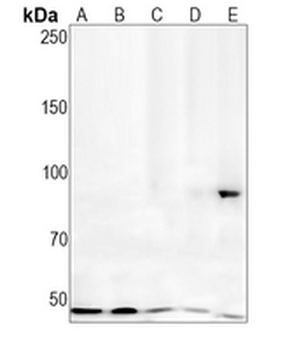 Villin Rabbit Monoclonal Antibody