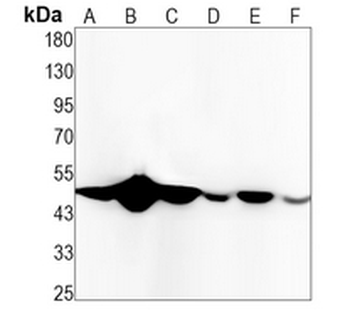 RbAp48 Rabbit Monoclonal Antibody