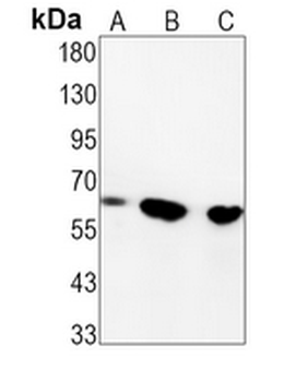 c-Yes Rabbit Monoclonal Antibody
