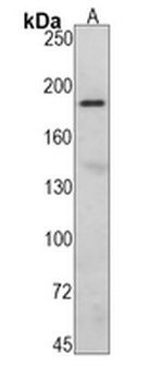 Complement C3 Rabbit Monoclonal Antibody