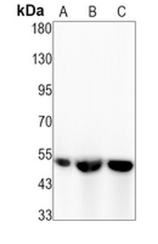 U2AF65 Rabbit Monoclonal Antibody
