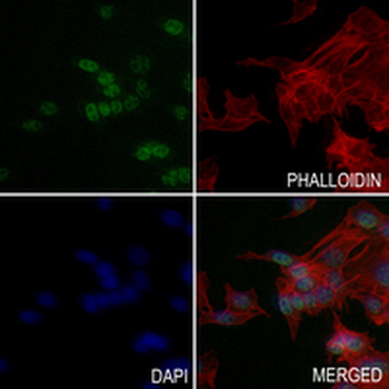 U2AF65 Rabbit Monoclonal Antibody