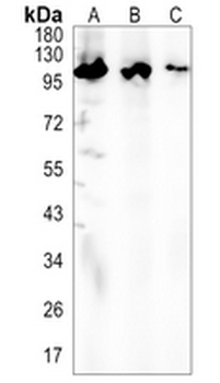 CENP-C Rabbit Monoclonal Antibody