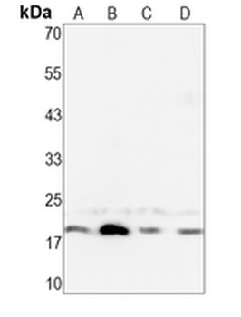 HES5 Rabbit Monoclonal Antibody