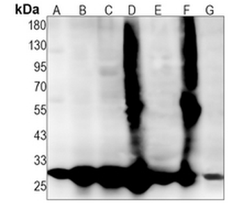 PRDX4 Rabbit Monoclonal Antibody