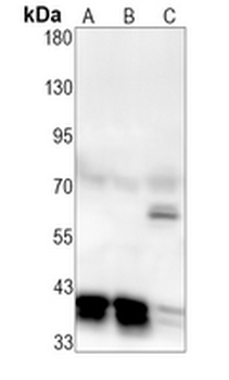 PON2 Rabbit Monoclonal Antibody