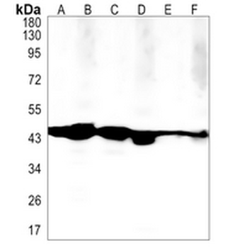 EBP1 Rabbit Monoclonal Antibody